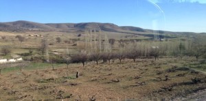 grape vines growing close to ground