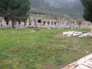 Poppies in Agora