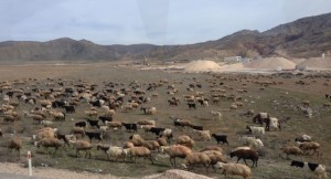 sheep grazing by Salt Lake