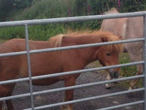 Welsh pony