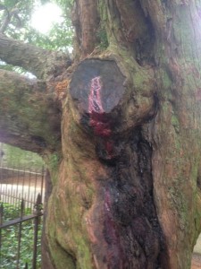 Bleeding yew