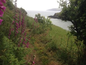 Foxglove walk