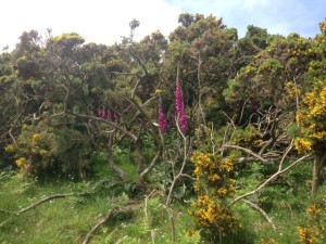 Foxglove in gorse 