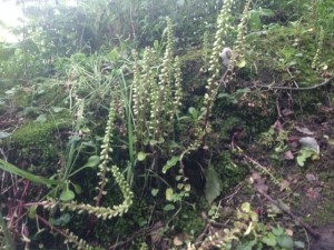 Orchids along the path