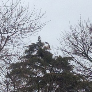 nesting wood storks