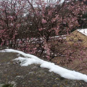 blossoms in the snow