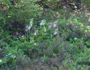 Lady slippers at Black Duck Cove